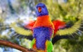 Rainbow lorikeet flapping its wings showing motion blur Royalty Free Stock Photo