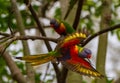 Rainbow lorikeet flying away from its perch Royalty Free Stock Photo