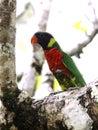 Rainbow Lorikeet in a Frangipani Tree