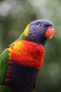 Rainbow lorikeet