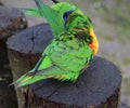 Rainbow lorikeet group