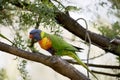This Is A Side View Of A Rainbow Lorikeet