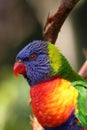 Rainbow lorikeet head Royalty Free Stock Photo