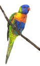 Rainbow lorikeet isolated Royalty Free Stock Photo