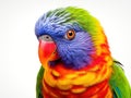 Rainbow lorikeet isolated on white Royalty Free Stock Photo