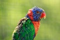 A rainbow lorikeet juvenile up close Royalty Free Stock Photo