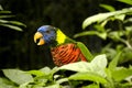 A very talkative noisy lorikeet is making quite a scene.