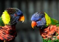 Rainbow Lorikeet Parrot Pair Royalty Free Stock Photo