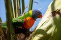 A rainbow lorikeet in a palm tree Royalty Free Stock Photo