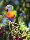 Rainbow Lorikeet parrot Royalty Free Stock Photo