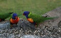 Rainbow Lorikeet Parrot Royalty Free Stock Photo