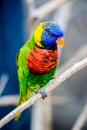 Rainbow Lorikeet parrot Royalty Free Stock Photo