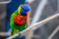Rainbow Lorikeet parrot Royalty Free Stock Photo