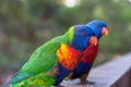 Rainbow lorikeet parrot bird close up portrait Royalty Free Stock Photo