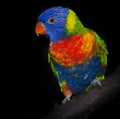 Rainbow lorikeet parrot Royalty Free Stock Photo