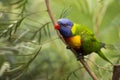 Rainbow lorikeet parrot on a branch Royalty Free Stock Photo