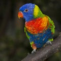 Rainbow lorikeet parrot Royalty Free Stock Photo