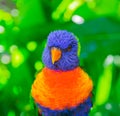 Rainbow lorikeet parrot Royalty Free Stock Photo
