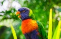 Rainbow lorikeet parrot