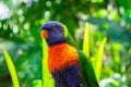 Rainbow lorikeet parrot Royalty Free Stock Photo