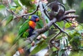 Rainbow Lorikeet Parrot. Royalty Free Stock Photo