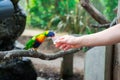 Rainbow lorikeet parrot eating from a cups helding by male hand in contact zoo. Visiting Safari park, family time