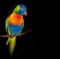 Rainbow lorikeet parrot