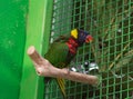 Rainbow lorikeet Royalty Free Stock Photo