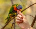 Rainbow lorikeet parrot playing with girls hand Royalty Free Stock Photo