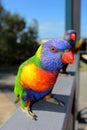 Rainbow Lorikeet Parrot Royalty Free Stock Photo