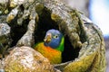 Rainbow Lorikeet parrot young bird sitting in tree hole in Perth, Western Australia Royalty Free Stock Photo