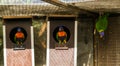 Rainbow lorikeet parrots sitting in birdhouses and one hanging on the ceiling in the aviary, colorful birds from australia Royalty Free Stock Photo