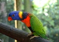 Rainbow lorikeet on perch Royalty Free Stock Photo