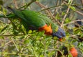 Rainbow Lorikeet Perch On A Tree Royalty Free Stock Photo