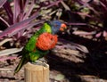 Rainbow Lorikeet Perch On A Tree Royalty Free Stock Photo