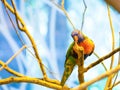 The rainbow lorikeet perch in a tree Royalty Free Stock Photo