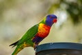 Rainbow lorikeet perched on a bird feeder Royalty Free Stock Photo