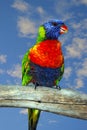 Rainbow lorikeet perched on a branch Royalty Free Stock Photo