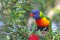 Rainbow Lorikeet perched in a Callistemon Tree Royalty Free Stock Photo