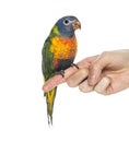 Rainbow Lorikeet perched on a finger Royalty Free Stock Photo