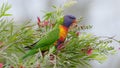 a rainbow lorikeet perched on red bottlebrush calling