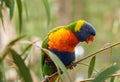 A Rainbow Lorikeet perched on a Tree branch Royalty Free Stock Photo