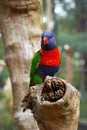 Rainbow lorikeet perched on a tree branches in a forest Royalty Free Stock Photo