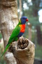 Rainbow lorikeet perched on a tree branches Royalty Free Stock Photo