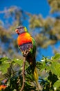 Rainbow lorikeet perched on a twig near an Illawarra Flame Tree
