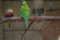 Rainbow Lorikeet perching on the branch