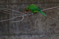 Rainbow Lorikeet perching on the branch