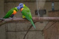 Rainbow Lorikeet perching on the branch and regurgitating to one another Royalty Free Stock Photo