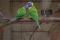 Rainbow Lorikeet perching on the branch and regurgitating to one another Royalty Free Stock Photo