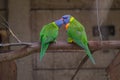 Rainbow Lorikeet perching on the branch and regurgitating to one another Royalty Free Stock Photo
